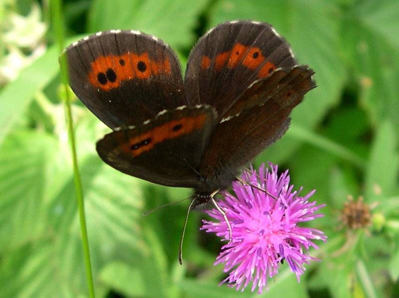 Erebia ligea